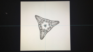 La stampa per l'arte, Dettagli di elaborazione dalle le tavole del libro Kunstform in Nature.