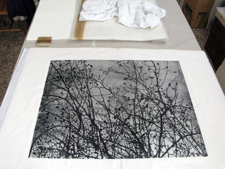 Tu sei un albero io sono un sasso